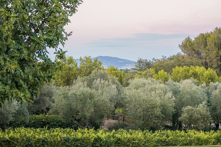Horse Riding and Wine Tasting Experience