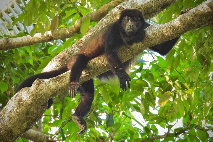 A Bocas Mangrove Kayak & Reef Snorkel Eco Tour