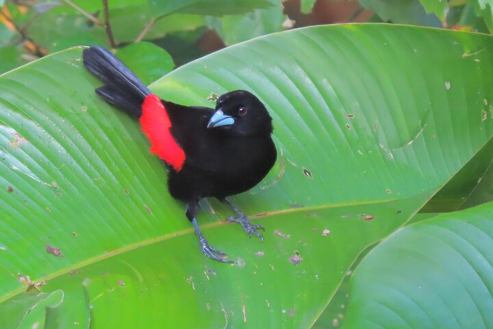 A Bocas Mangrove Kayak & Reef Snorkel Eco Tour