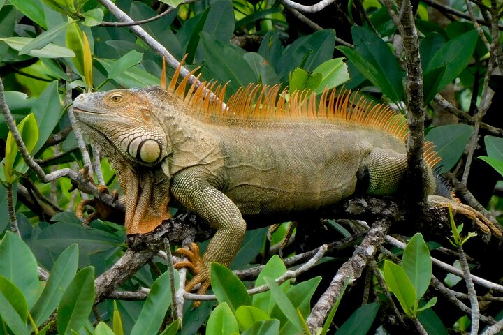 A Bocas Mangrove Kayak & Reef Snorkel Eco Tour