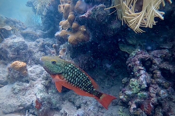 A Bocas Mangrove Kayak & Reef Snorkel Eco Tour