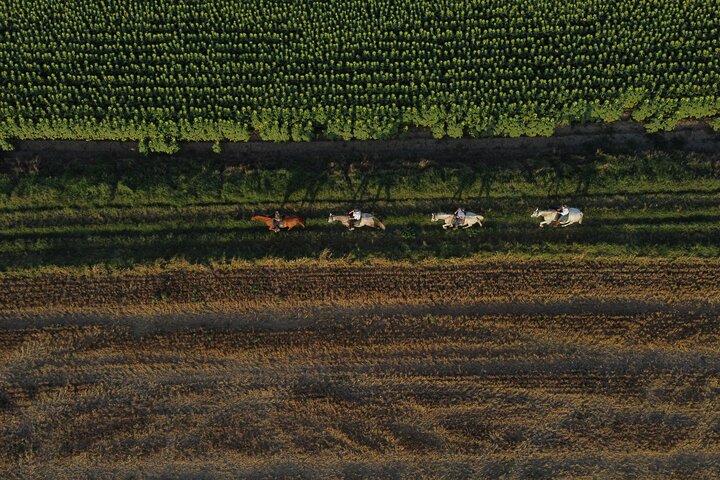 Horse Riding and Wine Tasting Experience
