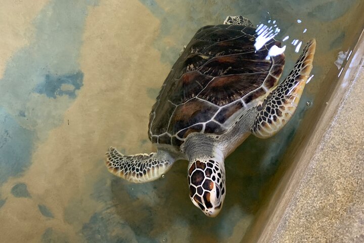Galle Day Trip with Stilt Fishing & Turtle Hatchery