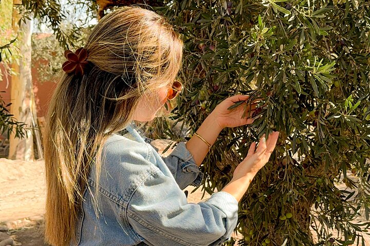 Tour of 3 Wineries and Olive Trees with Tastings