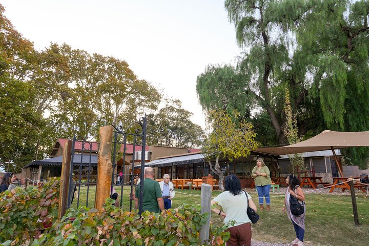 Tour of 3 Wineries and Olive Trees with Tastings