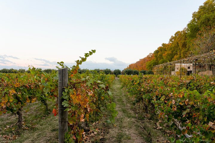 Tour of 3 Wineries and Olive Trees with Tastings