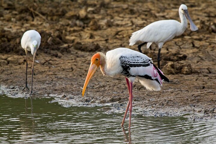 Wilpattu Wild Safari Day Trip - Private & All Inclusive