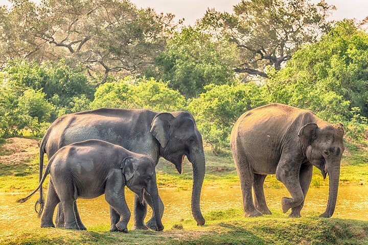 Wilpattu Wild Safari Day Trip - Private & All Inclusive