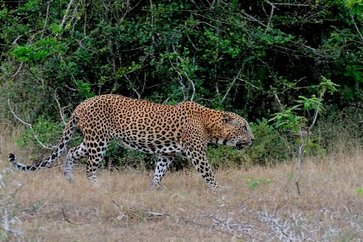 Wilpattu Wild Safari Day Trip - Private & All Inclusive