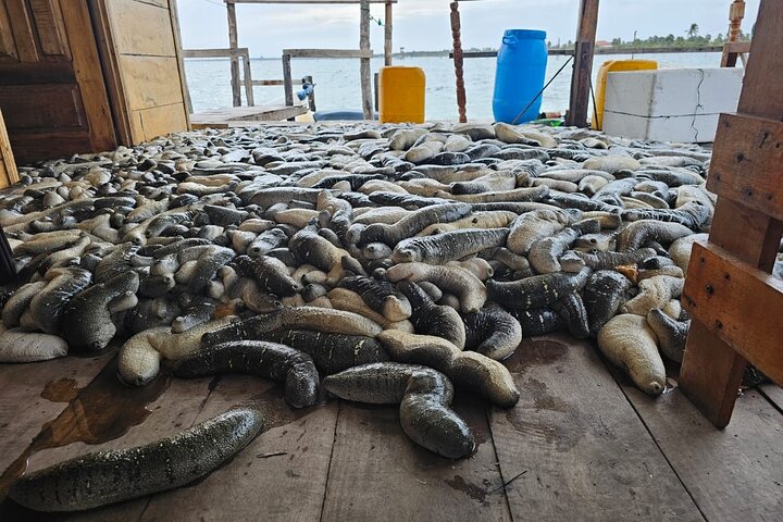 Discover Sri Lanka’s Unique Marine Farming Culture
