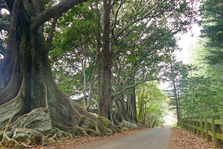Island Orientation Package incl. Return Airport Transfers & Tour