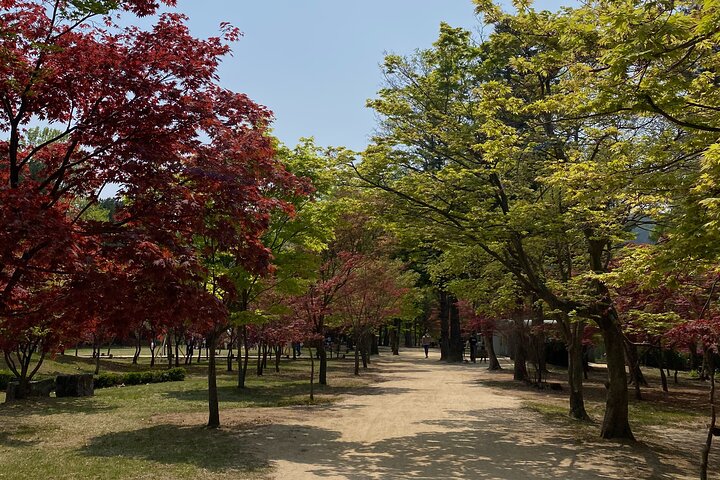 [Private Tour] Nami Island+Morning calm Garden+Petite France