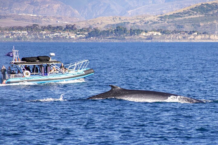 Up-Close Dolphin & Whale Watching Zodiac Adventure in Dana Point