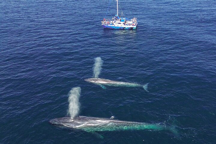 Dana Point Dolphin and Whale Watching with Underwater Viewing