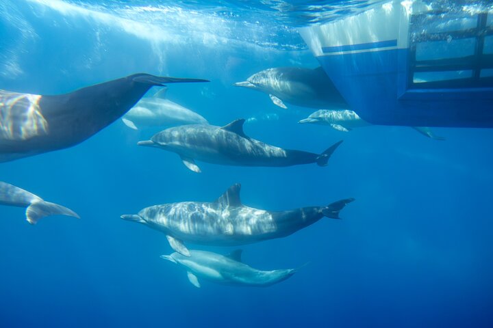 Dana Point Dolphin and Whale Watching with Underwater Viewing