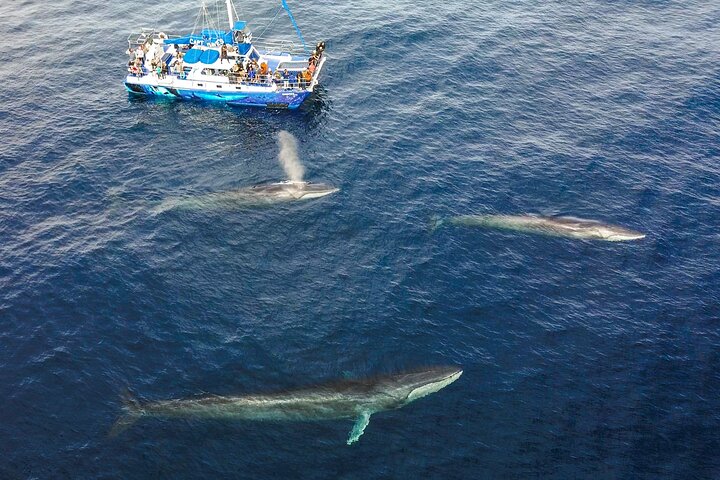Dana Point Dolphin and Whale Watching with Underwater Viewing