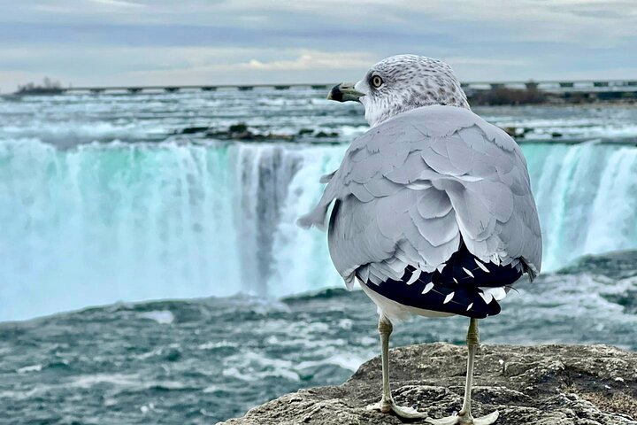 Niagara Falls Canada Day Tour From Toronto + Boat Cruise Option