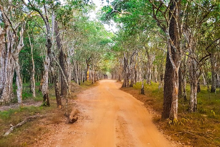 Wilpattu Wild Safari Day Trip - Private & All Inclusive