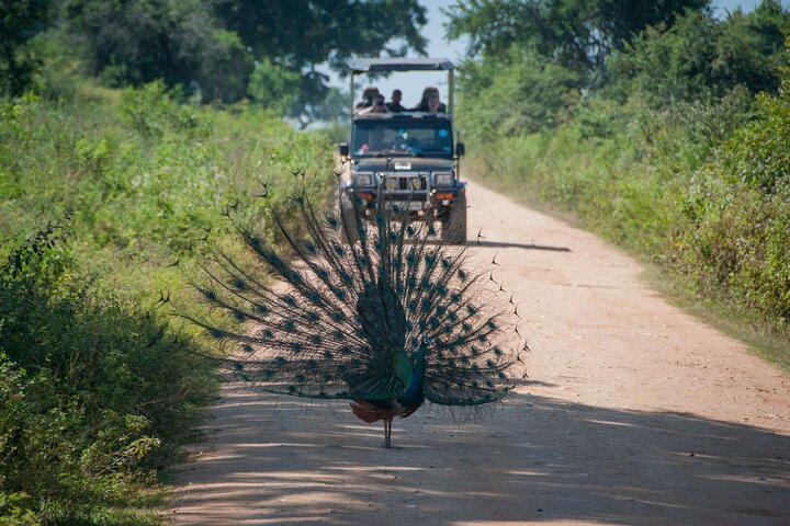 Wilpattu Wild Safari Day Trip - Private & All Inclusive