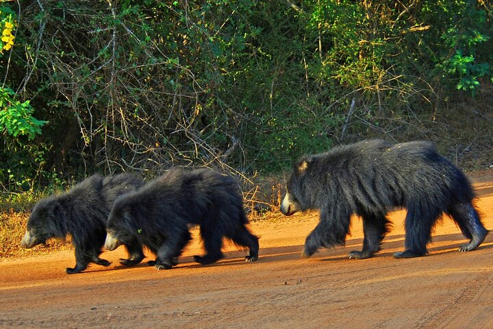 Wilpattu Wild Safari Day Trip - Private & All Inclusive