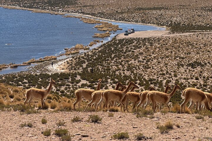 Uyuni Saltflat from San Pedro de Atacama ROUNDTRIP or ONE WAY to Uyuni