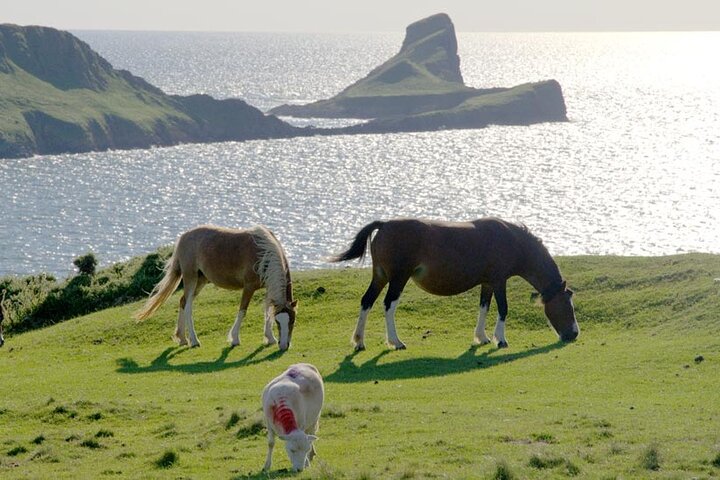 Gower Scenery Tour - 4 Adults