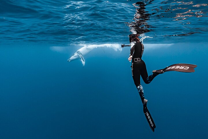 Whale watching and swimming in Moorea