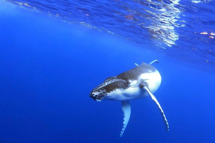 Whale watching and swimming in Moorea