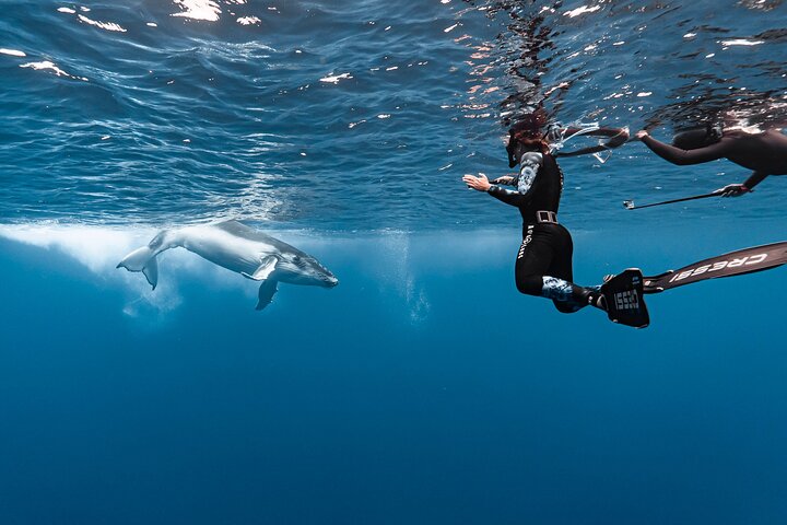 Whale watching and swimming in Moorea