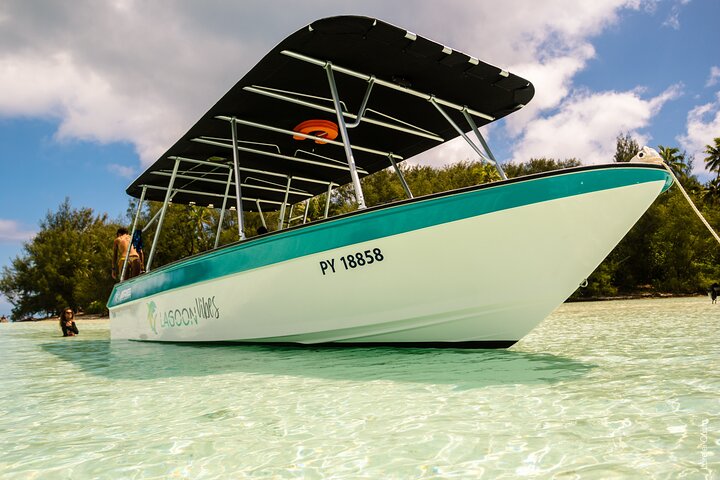 Whale watching and swimming in Moorea