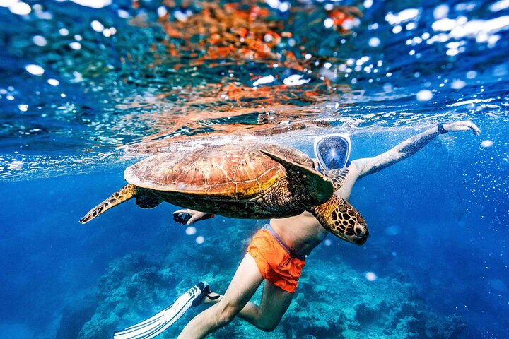 Swim With The Turtles Rarotonga
