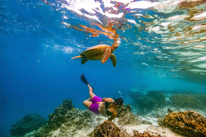 Swim With The Turtles Rarotonga