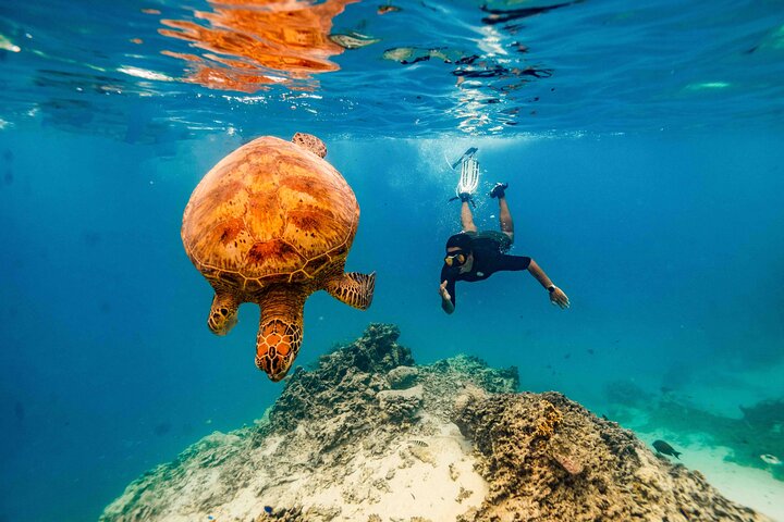 Swim With The Turtles Rarotonga