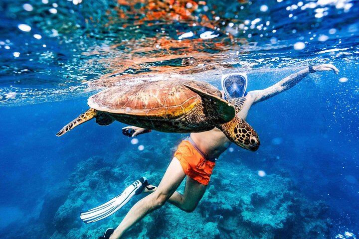 Private Rarotonga Turtle Tour