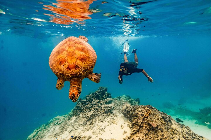 Private Rarotonga Turtle Tour