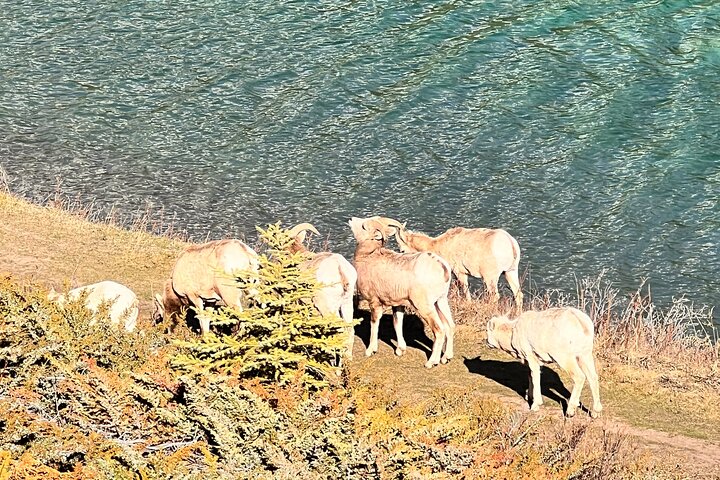 Lake Louise, Moraine , Emerald & Banff Town ,Johnston Canyon Tour