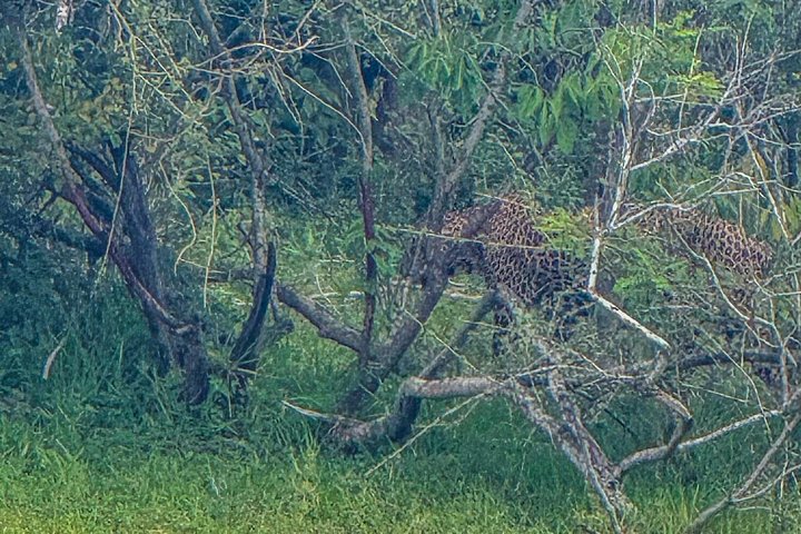 Safari with Sheran Udawalawe National Park