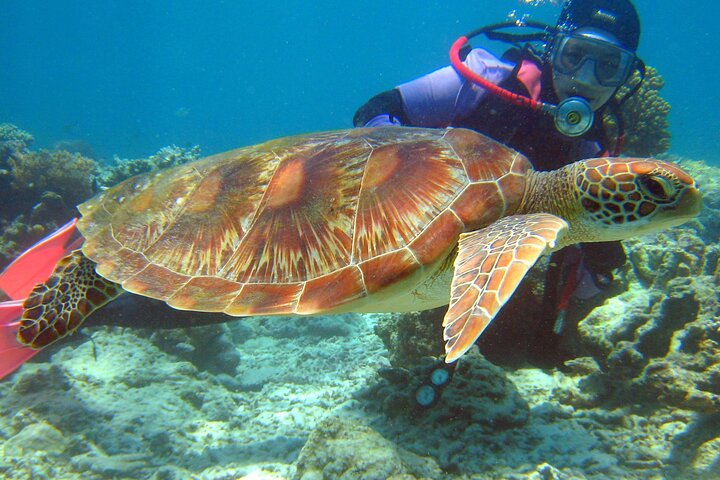 Semporna: 3-Dive Mataking Leisure Underwater Explorations