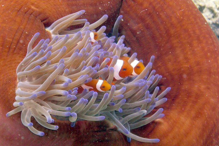 Semporna: 3-Dive Mataking Leisure Underwater Explorations