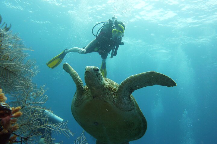 Semporna: 3-Dive Mataking Leisure Underwater Explorations