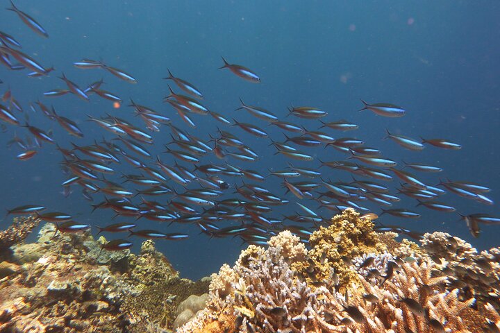Semporna: 3-Dive Mataking Leisure Underwater Explorations