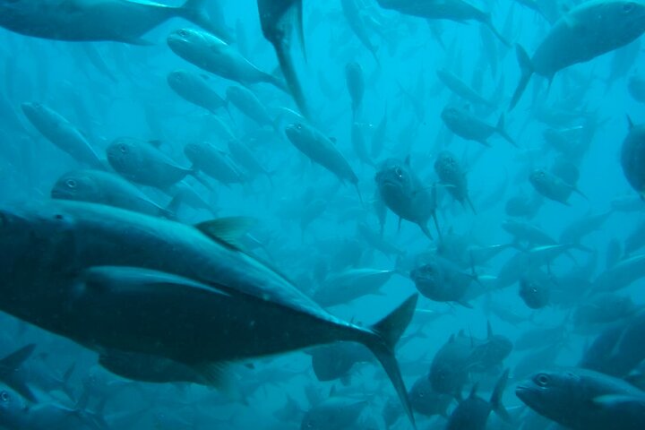 Semporna: 3-Dive Mataking Leisure Underwater Explorations