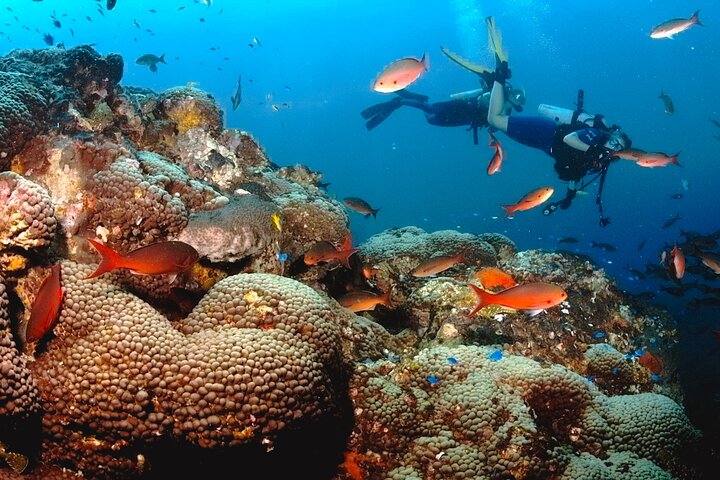 Semporna: 3-Dive Mataking Leisure Underwater Explorations