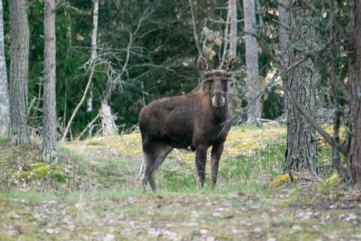 From Helsinki: Moose & Wildlife Safari with Campfire Dinner