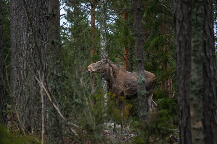 From Helsinki: Moose & Wildlife Safari with Campfire Dinner