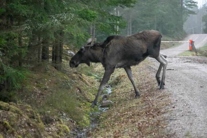 From Helsinki: Moose & Wildlife Safari with Campfire Dinner