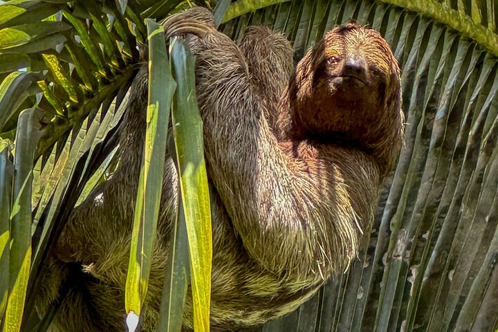 Tortuguero Sunrise Canoe Tour – Coffee, Binoculars & Wildlife