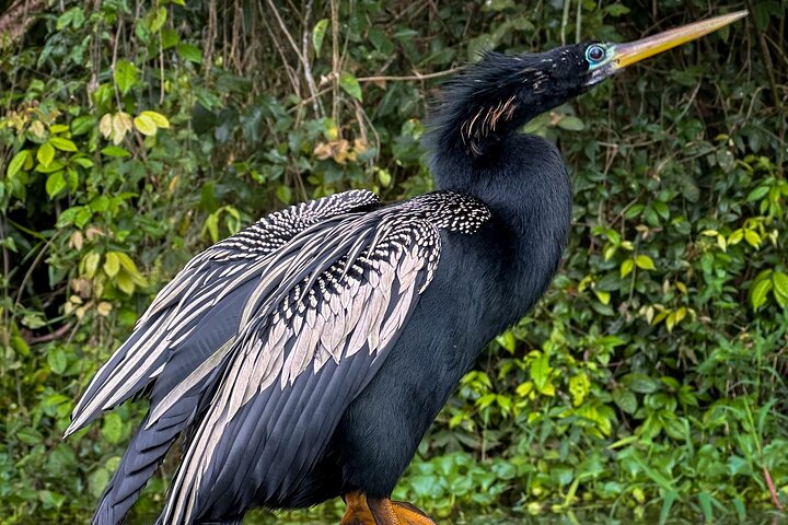 Tortuguero Sunrise Canoe Tour – Coffee, Binoculars & Wildlife