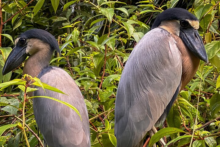 Tortuguero Sunrise Canoe Tour – Coffee, Binoculars & Wildlife