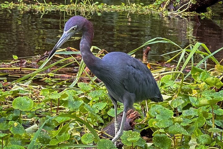 Tortuguero Sunrise Canoe Tour – Coffee, Binoculars & Wildlife